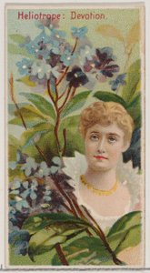 Heliotrópio: Devoção, da série Belezas Florais e Linguagem das Flores N75 para Du..., 1892.