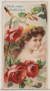 Jack Rose: Bashful Love, da série Floral Beauties and Language of Flowers N75 for..., 1892.