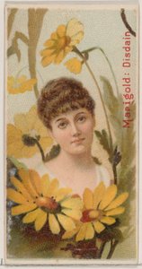 Marigold: Disdain, da série Floral Beauties and Language of Flowers N75 para Duke..., 1892. de Donaldson Brothers