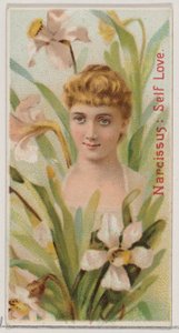 Narciso: Amor Próprio, da série Belezas Florais e Linguagem das Flores N75 para Du..., 1892. de Donaldson Brothers
