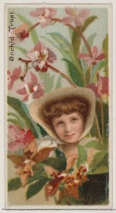 Orchid: Trust, da série Floral Beauties and Language of Flowers N75 para Duke bran..., 1892. de Donaldson Brothers