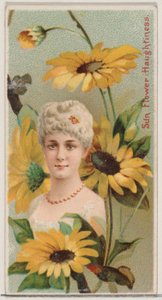 Girassol: Altivez, da série Belezas Florais e Linguagem das Flores N75 para ..., 1892.