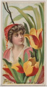 Tulipa: Uma Declaração de Amor, da série Belezas Florais e Linguagem das Flores N75..., 1892. de Donaldson Brothers