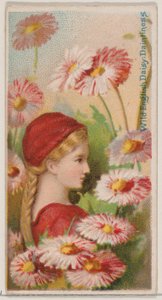 Wild English Daisy: Daintiness, da série Floral Beauties and Language of Flowers N..., 1892.