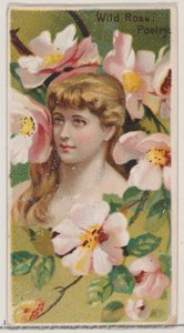 Wild Rose: Poetry, da série Floral Beauties and Language of Flowers N75 para Duke..., 1892.
