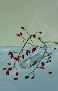 Rosa-mosqueta e Sombras de Donatella Basso
