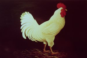 Galo (acrílico no painel) de Dory Coffee