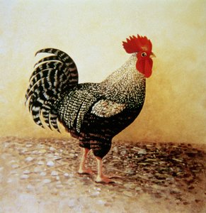 Galo salpicado (acrílico sobre tela) de Dory Coffee