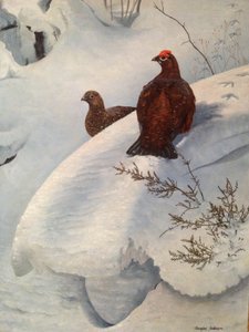 Galo silvestre na neve, c.1985 (óleo sobre tela) de Douglas Anderson