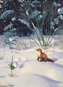 Pine Marten na neve