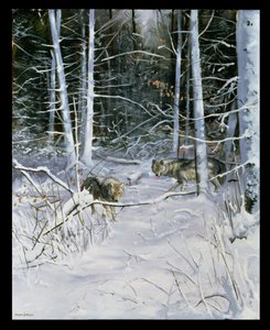 Lobos numa floresta com neve