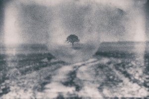 Caminho para a Árvore Solitária de Dragan Drobac