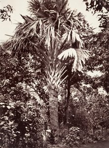 Grande Lataneiro, 1863.