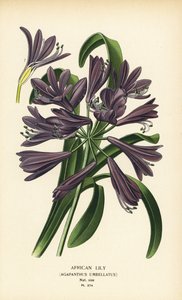Nenúfar africano, Agapanthus africanus (Agapanthus umbellatus). Cromolitografia a partir de uma ilustração de Desire Bois de Edward Step