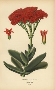 Planta de avião, Crassula perfoliata var. falcata. de Désiré Georges Jean Marie Bois