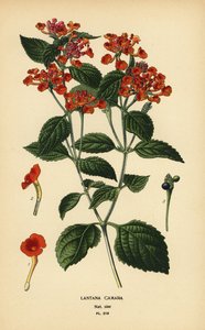 Sálvia grande, ghaneri ou tickberry, Lantana camara. Cromolitografia de uma ilustração de Desire Bois de Edward Step