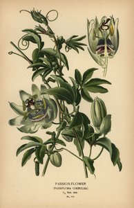Maracujá azul, Passiflora caerulea. de Désiré Georges Jean Marie Bois