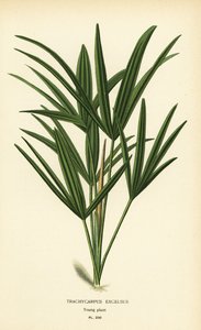 Palma de senhora de folha larga ou palma de bambu, Rhapis excelsa (Trachycarpus excelsus). Cromolitografia a partir de uma ilustração de Desire Bois de Edward Step