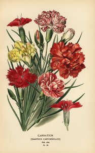 Cravo, Dianthus caryophyllus. de Désiré Georges Jean Marie Bois