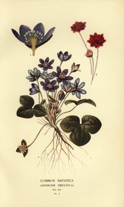 Hepática comum, Anêmona hepática. de Désiré Georges Jean Marie Bois