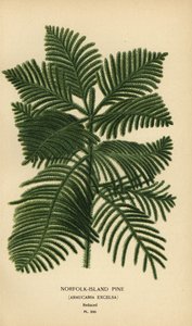 Pinheiro Cozinheiro, Araucária columnaris. (Pinho Norfolk Island, Araucária excelsa). Cromolitografia de uma ilustração de Desire Bois de Edward Step