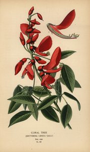 Árvore coral, Erythrina crista-galli. de Désiré Georges Jean Marie Bois
