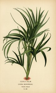 Palmeira encaracolada, Howea belmoreana. Vulnerável. Cromolitografia de uma ilustração de Desire Bois de Edward Step