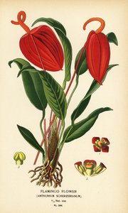 Flamingo flor, Anthurium scherzerianum. Cromolitografia a partir de uma ilustração de Desire Bois de Edward Step