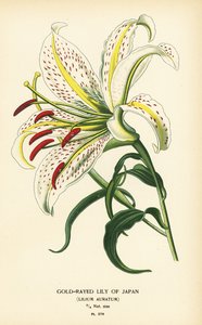 Lírio dourado do Japão ou yamayuri, Lilium auratum. Cromolitografia a partir de uma ilustração de Desire Bois de Edward Step