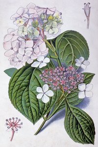 Hydrangea, início do século XX (ilustração) de Désiré Georges Jean Marie Bois