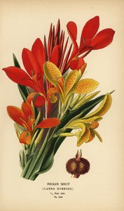 Tiro indiano, híbridos de Canna indica. Cromolitografia de uma ilustração de Desire Bois de Edward Step