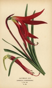 Lírio jacobeu, Sprekelia formosissima. Cromolitografia a partir de uma ilustração de Desire Bois de Edward Step