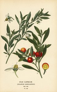 Jerusalem cherry, Solanum pseudocapsicum var. diflorum.