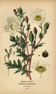 papoila mexicana, Argemone grandiflora. de Désiré Georges Jean Marie Bois