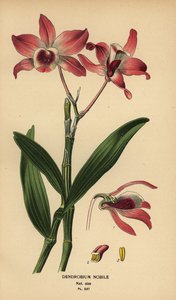 Nobre orquídea dendrobium, Dendrobium nobile. Cromolitografia de uma ilustração de Desire Bois de Edward Step