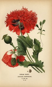 Papoila de ópio, Popaver sonolento. de Désiré Georges Jean Marie Bois