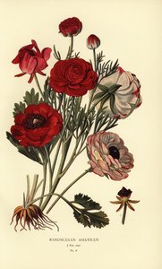 Ranunculus asiaticus, Ranunculus asiaticus, Ranunculus asiaticus, Ranunculus asiaticus. de Désiré Georges Jean Marie Bois