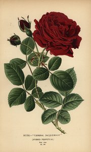 Rose General Jacqueminot, híbrido perpétuo. de Désiré Georges Jean Marie Bois