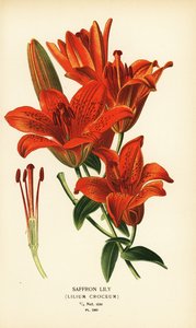 Lírio açafrão, Lilium croceum. Cromolitografia de uma ilustração de Desire Bois de Edward Step