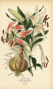 Lírio vistoso, Lilium speciosum. Cromolitografia a partir de uma ilustração de Desire Bois de Edward Step