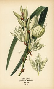 Grama de seda, Yucca filamentosa. Cromolitografia de uma ilustração de Desire Bois de Edward Step