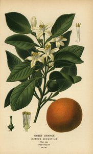 Laranja doce, Citrus x aurantium. de Désiré Georges Jean Marie Bois