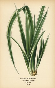 Pinheiro do Taiti, Pandanus tectorius (pinheiro de Veitch, Pandanus veitchii). Cromolitografia de uma ilustração de Desire Bois de Edward Step
