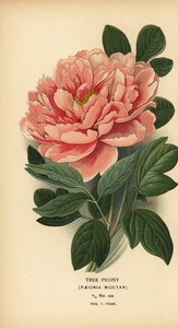 Peónia das árvores, Paeonia moutan. de Désiré Georges Jean Marie Bois