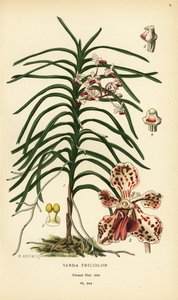 Orquídea tricolor Vanda. Cromolitografia de uma ilustração de B. Herincq de Edward Step