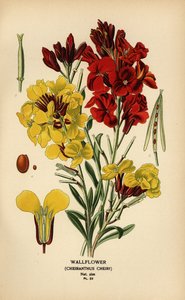 Wallflowers, Erysimum × cheiri. de Désiré Georges Jean Marie Bois