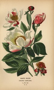 Peónia branca, Paeonia lactiflora. de Désiré Georges Jean Marie Bois