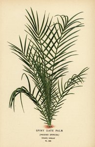 Palma tâmara selvagem ou palma tâmara do Senegal, Phoenix reclinata (Palma tâmara espinhosa, Phoenix spinosa). Cromolitografia a partir de uma ilustração de Desire Bois de Edward Step