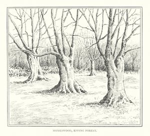 Monkswood, Epping Forest (litografia) de Duncan Moul