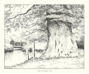 O carvalho de Walkern (litografia) de Duncan Moul